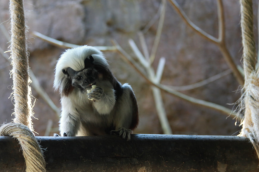 Cotton-top Tamarin Monkey Eating on Rope