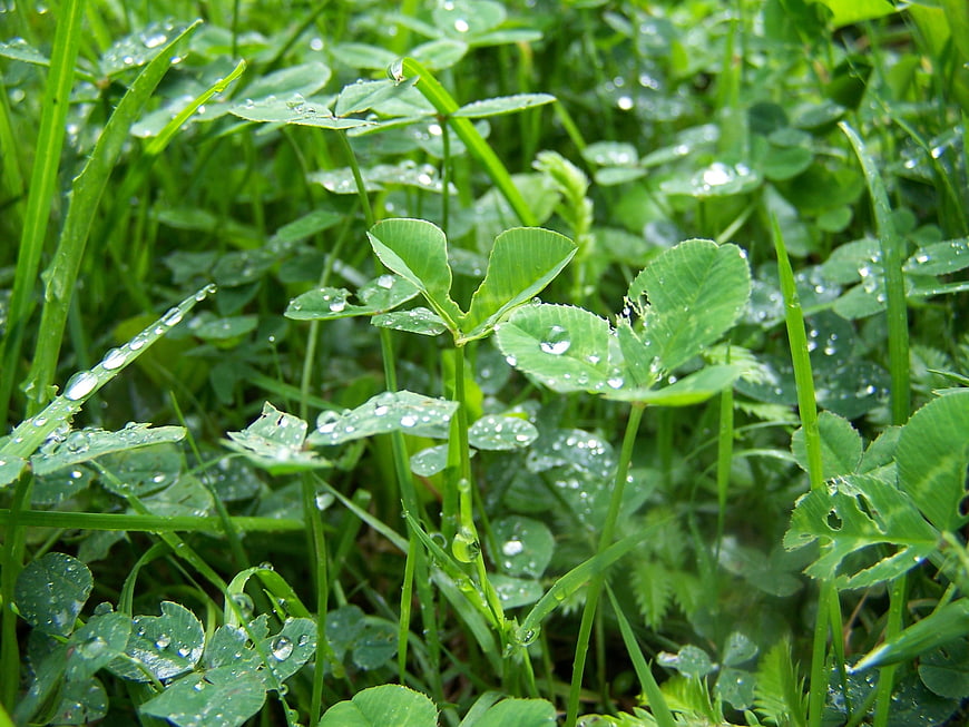 Close-up of green clover leaves with fresh raindrops