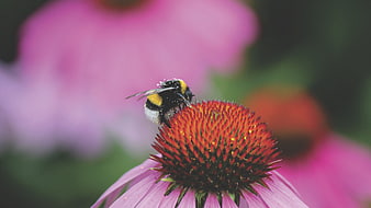 Bumblebee Collecting Pollen on Purple Coneflower