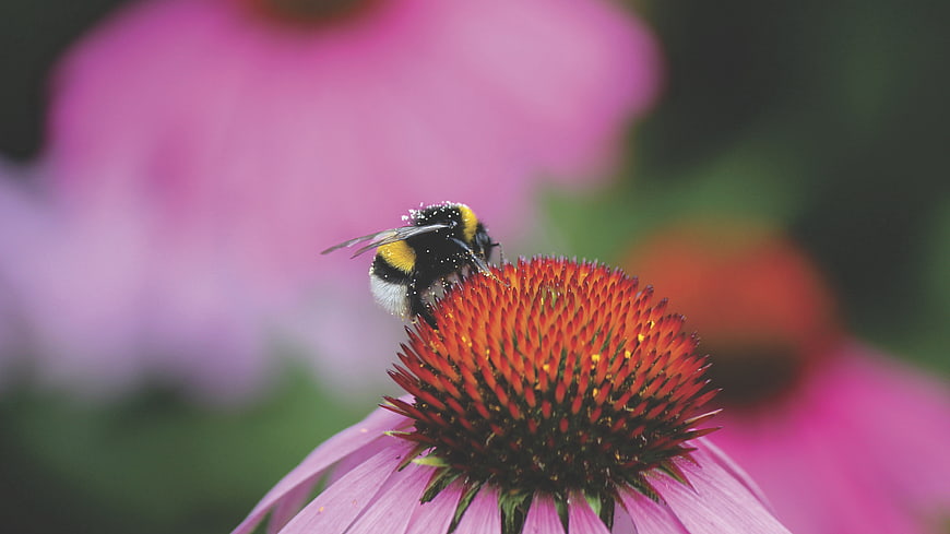 Bumblebee Collecting Pollen on Purple Coneflower