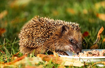 Cute Hedgehog Eating Food in Garden Grass