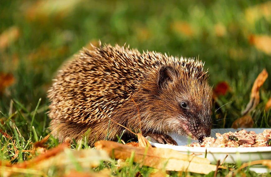 Cute Hedgehog Eating Food in Garden Grass