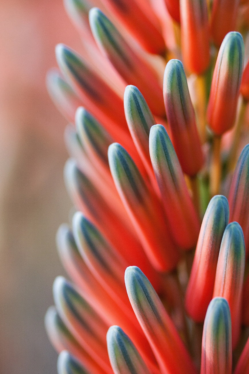 Macro Close-Up of Red Aloe Vera Flower Buds