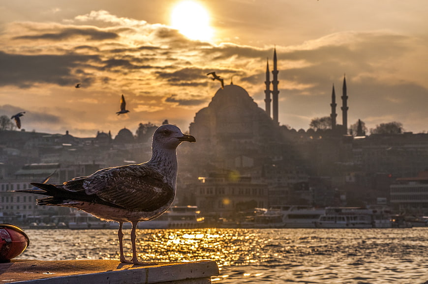 Seagull on pier at sunset with Istanbul mosque skyline