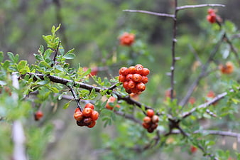 Close-up of orange sea buckthorn berries on a branch