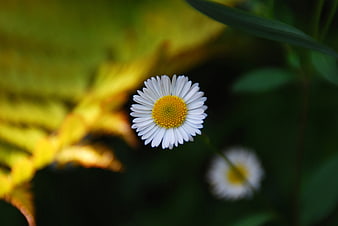 Close-up of a white daisy with yellow center in nature