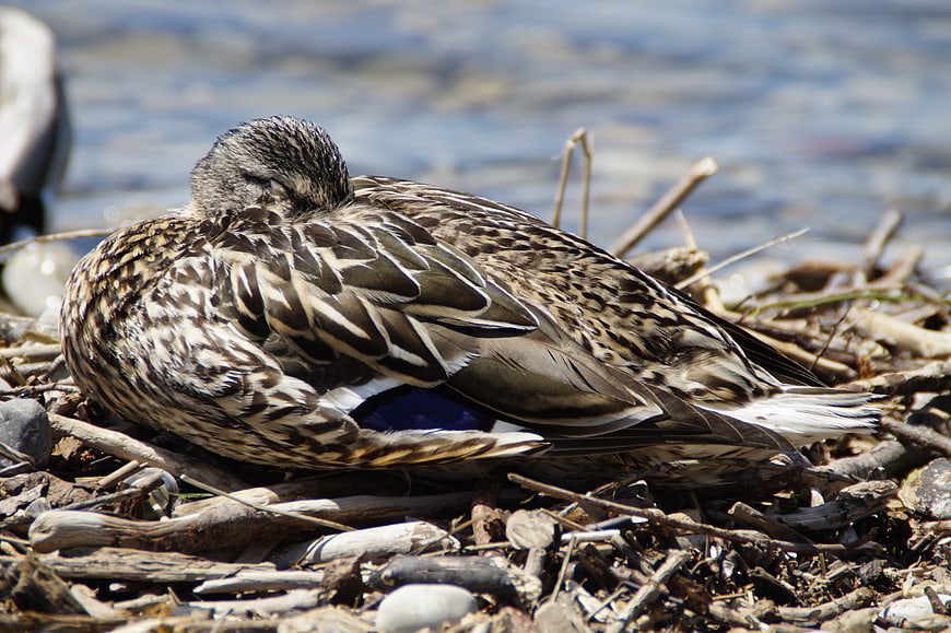 Close-up of a sleeping duck on a rocky shore