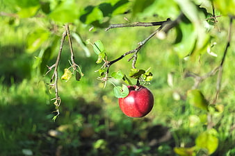 Single Red Apple Hanging on Tree Branch in Sunlight