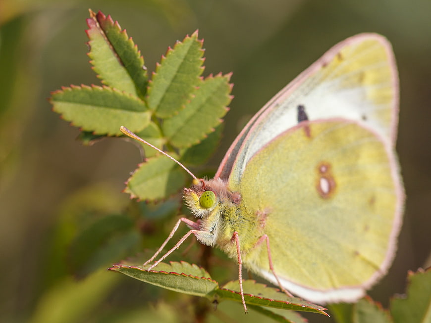 Close-up of a Brimstone Butterfly on a Green Leaf