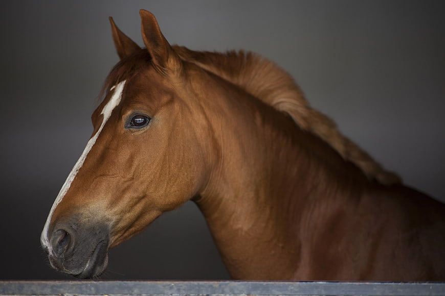 Portrait of Brown Horse with White Blaze