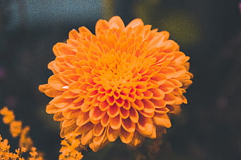 Vibrant Orange Dahlia Flower Close-Up