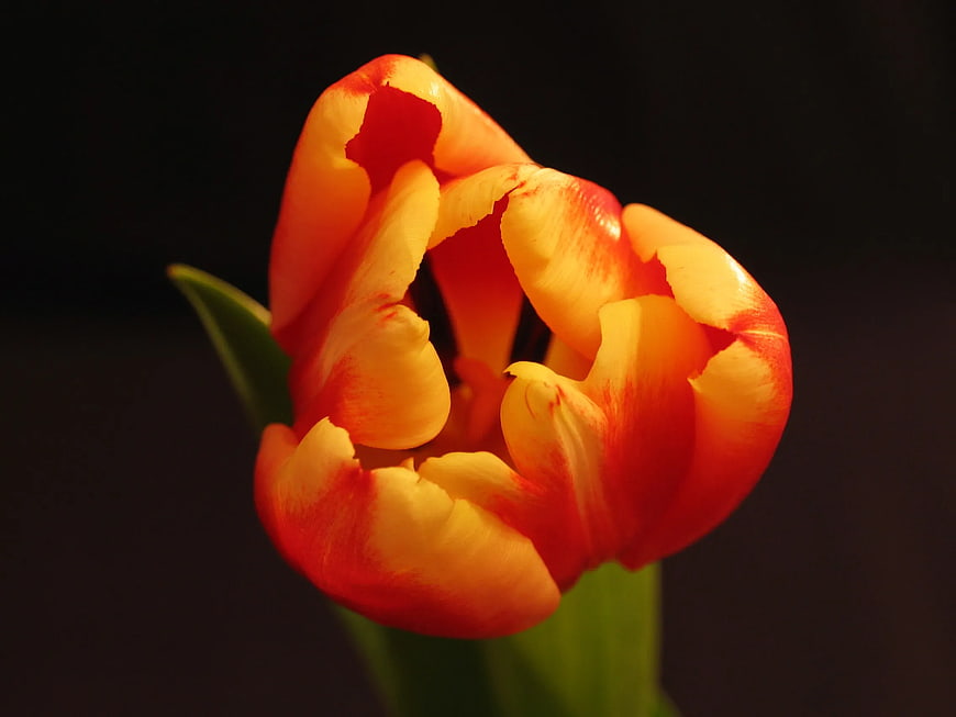 Close-up of vibrant orange and yellow tulip on black background