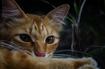 Close-up portrait of an orange tabby cat with green eyes