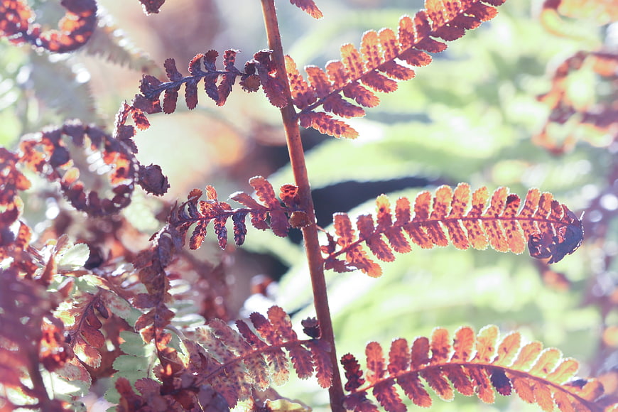 Close-up of autumn fern fronds with spores in sunlight