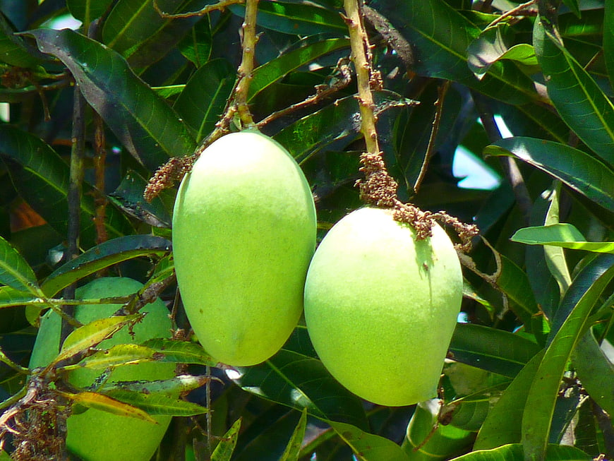 Fresh Green Mangoes Hanging on Tree Branch
