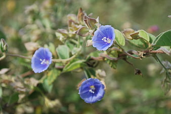 Close-up of delicate blue wildflowers in natural setting