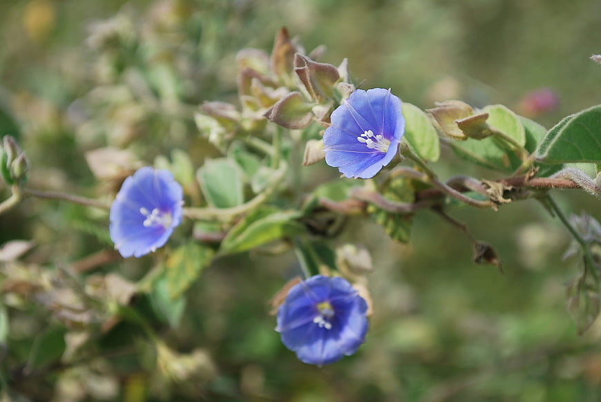 Close-up of delicate blue wildflowers in natural setting