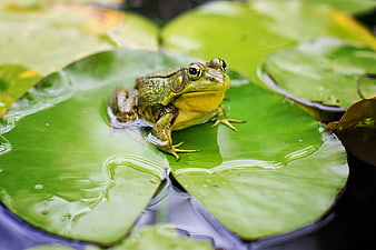 Green frog sitting on a lily pad in a pond