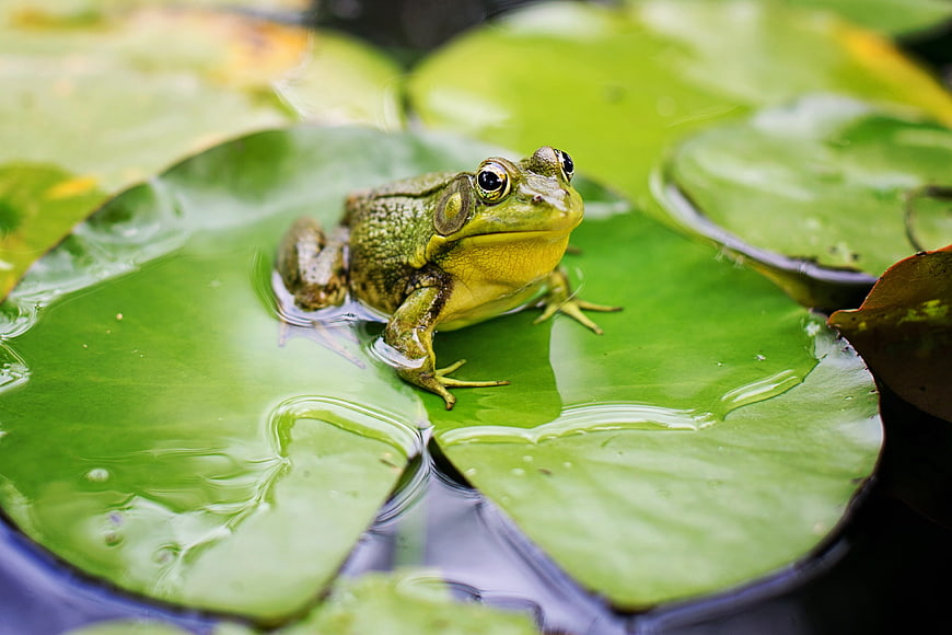 Green frog sitting on a lily pad in a pond