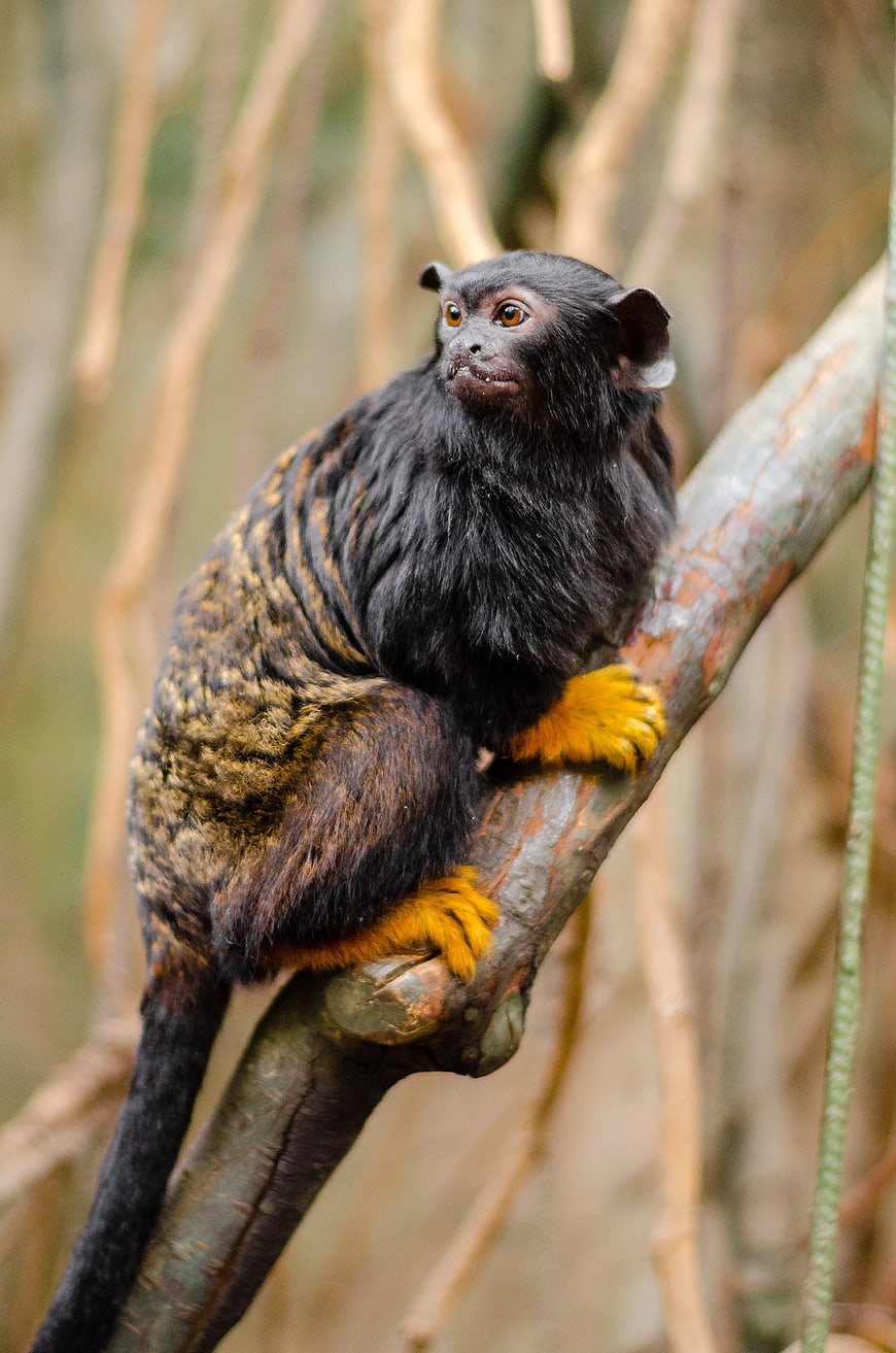 Red-Handed Tamarin Monkey Perched on Tree Branch
