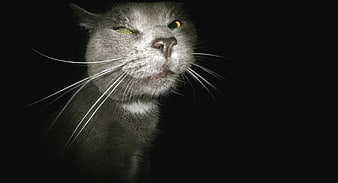 Close-up portrait of a grumpy gray cat with glowing eyes
