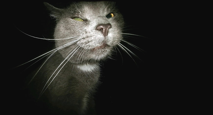 Close-up portrait of a grumpy gray cat with glowing eyes