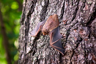Brown bat clinging to rough tree bark with wings spread