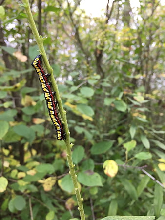 Colorful Caterpillar Climbing Green Stem In Forest