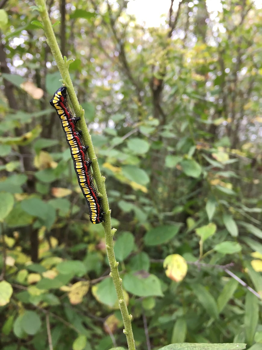 Colorful Caterpillar Climbing Green Stem In Forest