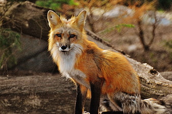 Red Fox Sitting on Log in Forest