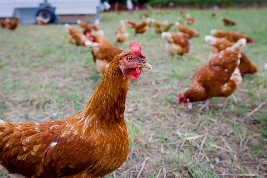 Free Range Brown Hen on Pasture Farm