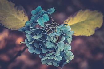 Blue hydrangea flower with yellow autumn leaves