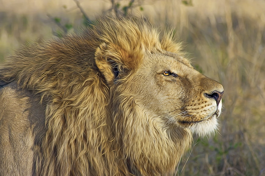 Majestic Male Lion Portrait in African Savanna