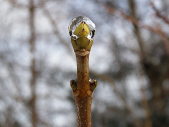 Frozen tree bud encased in ice close-up