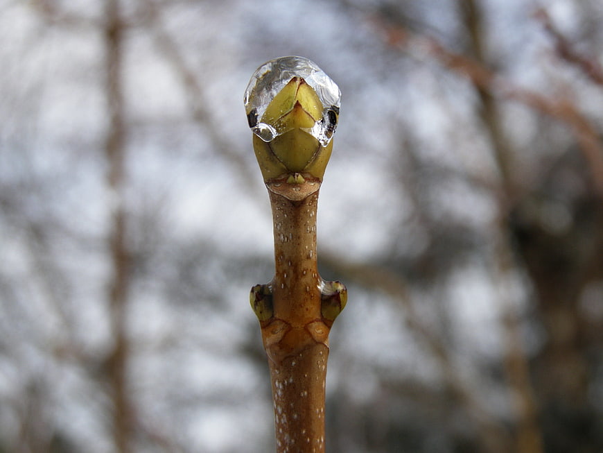 Frozen tree bud encased in ice close-up
