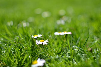 Close-up of white daisies blooming in green grass
