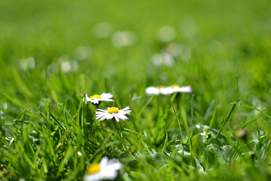 Close-up of white daisies blooming in green grass