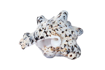 White and Brown Spotted Sea Shell on White Background