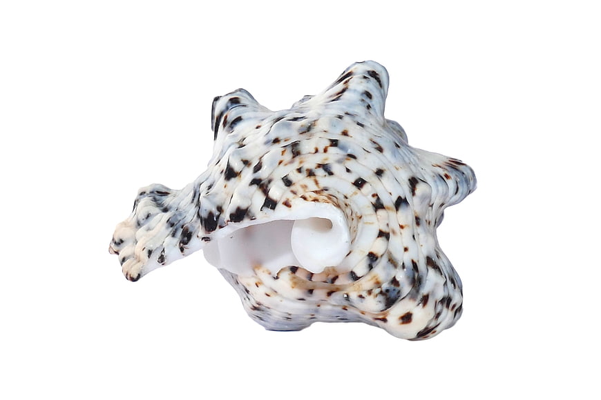 White and Brown Spotted Sea Shell on White Background