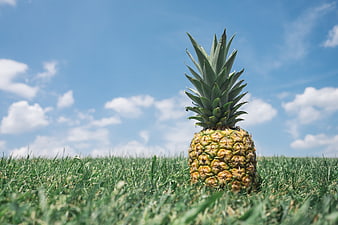 Fresh pineapple on green grass under blue sky
