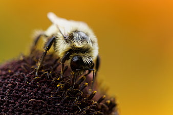 Macro Close-Up of Bumblebee on Purple Coneflower