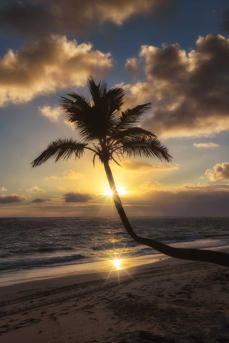 Silhouette of leaning palm tree on tropical beach at sunset