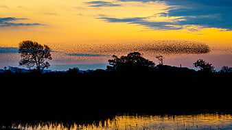 Dramatic Starling Murmuration Silhouette at Golden Sunset Over Lake