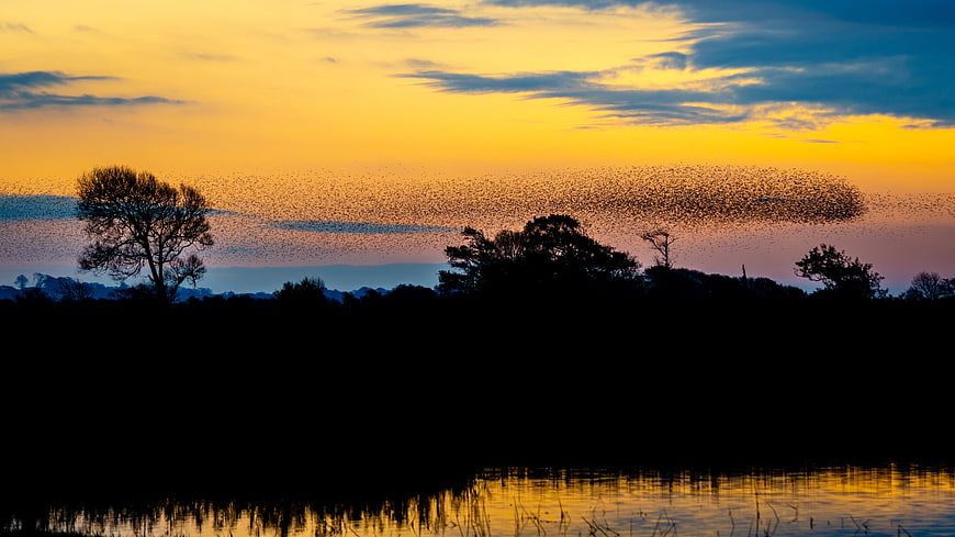 Dramatic Starling Murmuration Silhouette at Golden Sunset Over Lake