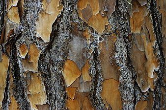 Close-up texture of peeling pine tree bark