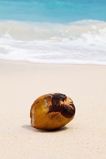 Ripe Coconut Resting On White Sand Beach With Turquoise Ocean Waves