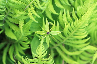 Green Trillium Flower Surrounded by Ferns in Forest
