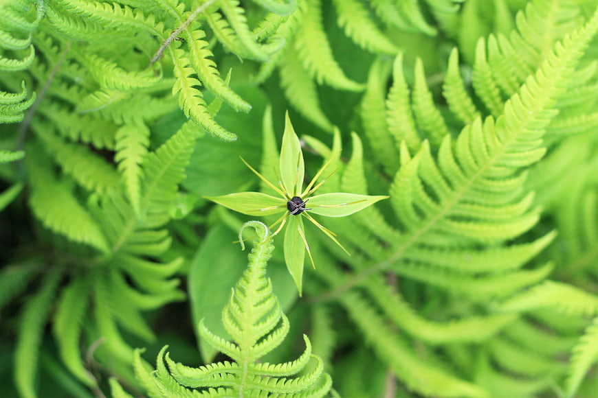 Green Trillium Flower Surrounded by Ferns in Forest