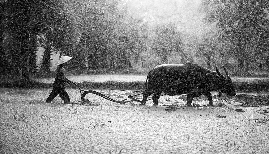 Farmer Plowing Rice Paddy With Water Buffalo In Heavy Rain
