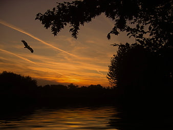 Silhouette of Bird Flying Over River at Sunset